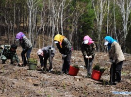 A team planting beech trees