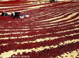Tomatoes cultivation in Xinjang