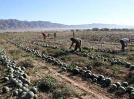Watermelons cultivation