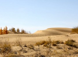 The Gobi Desert, once forest