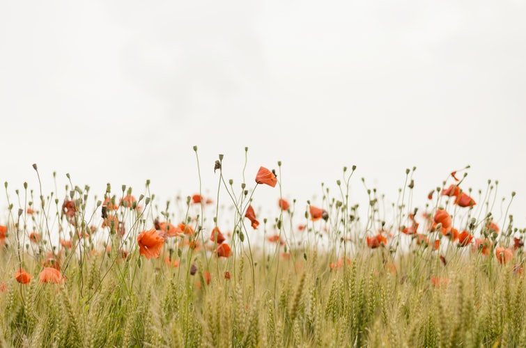 flowers in the field to not use pesticides