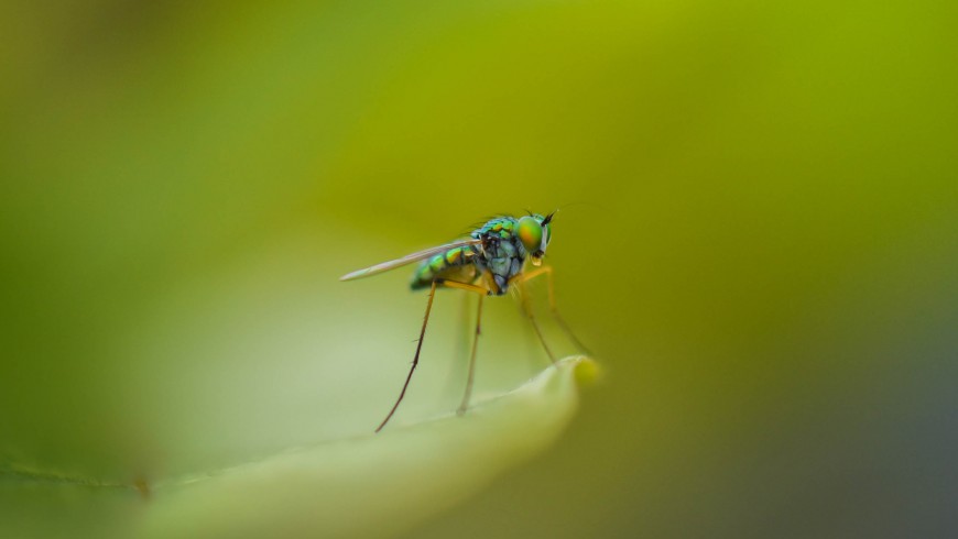 natural protection from mosquitoes