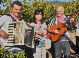 Mandarin harvest Neretva local experience in Dalmatia