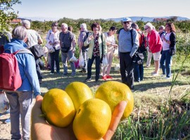 Mandarin harvest Neretva local experience in Dalmatia