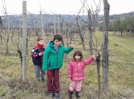 Korenika and Moskon winery - biodynamic wine holidays in Slovenia-