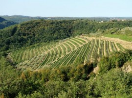 Korenika and Moskon winery - biodynamic wine holidays in Slovenia-