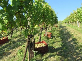 Valentan biodynamic winery & farm - biodynamic wine holidays in Slovenia