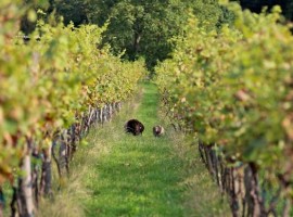 Šuman biodynamic winery - biodynamic wine holidays in Slovenia