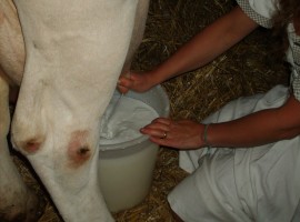 Milk a cow