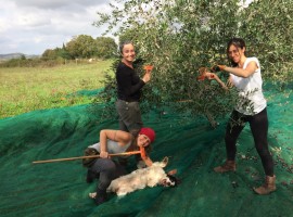 Olive harvest at the organic farm Sant'Egle, Tuscany