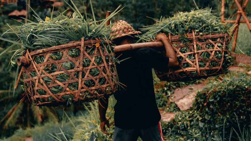 Farmer on the rice field, Ubud, Bali.