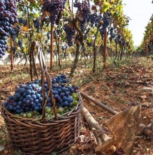 Vineyard eco villa Dalmatia - grape harvesting