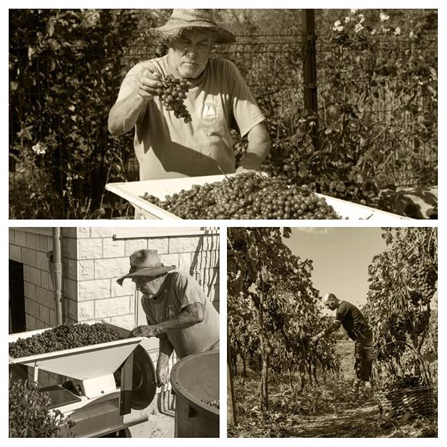 Vineyard eco villa Dalmatia - grape harvesting