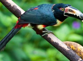 450 species of birds in Central America