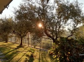 Birdwatching in the Ligurian countryside