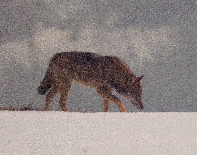 wolf