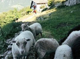 happy animals at the botton d'oro ecobnb