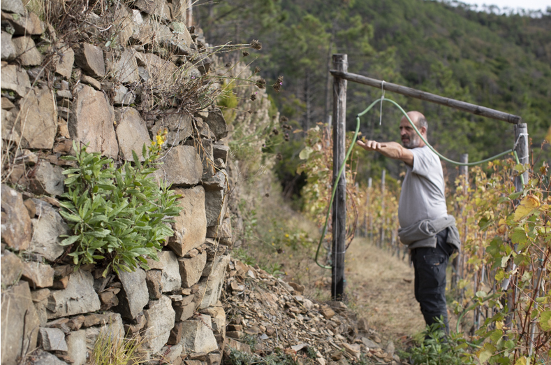 Grapes & Heroes: The Wine Growers of the Cinque Terre
