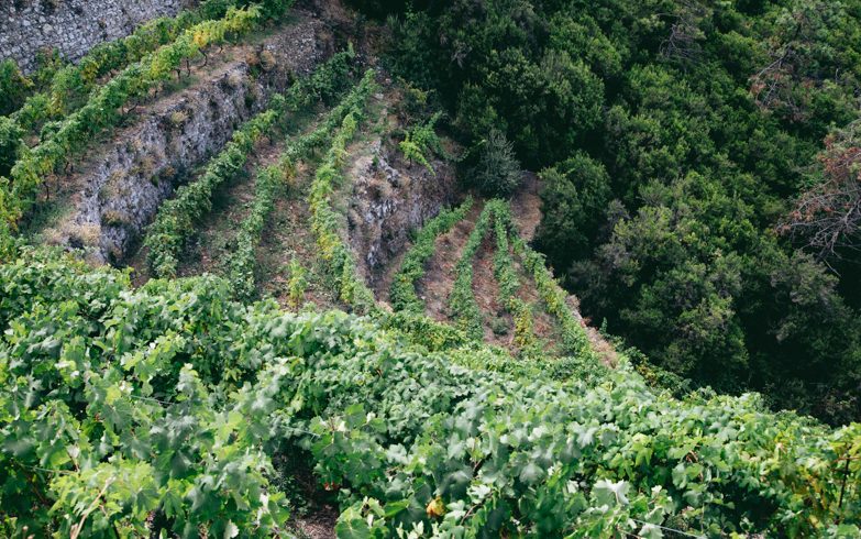 Terraces of the Cinque Terre