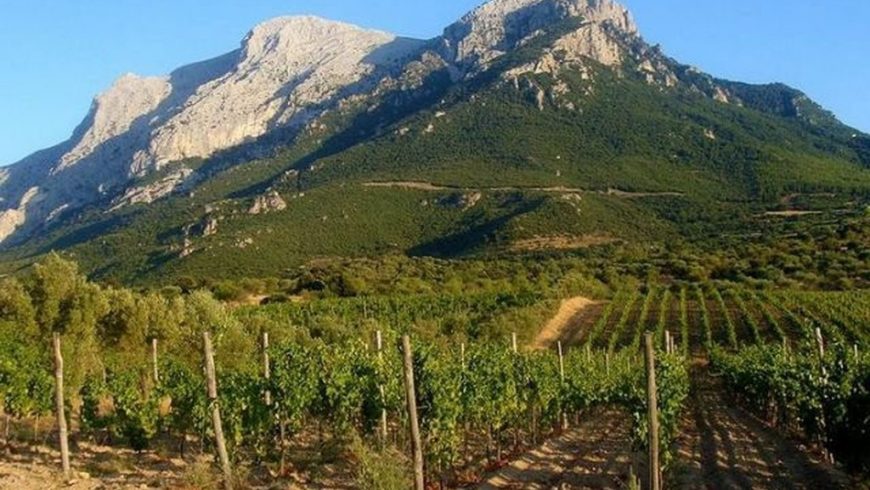 Sardinian vineyard