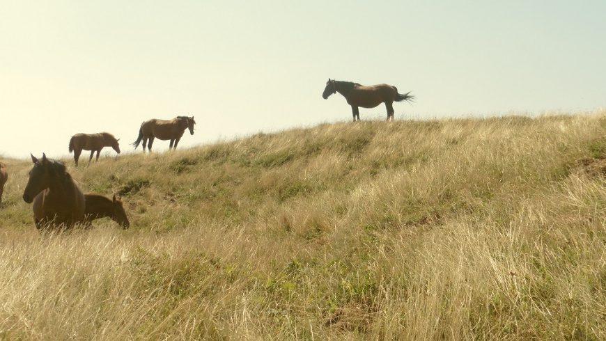 Wild horses, Tuscan-Emilian Apennine