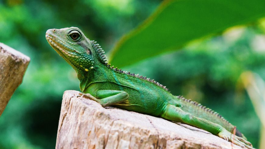Green Iguana, animals in Costa Rica