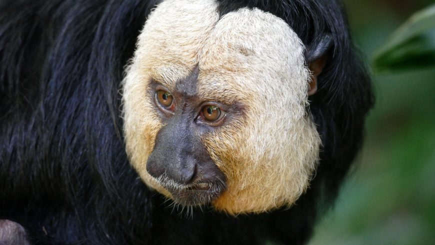 White-Faced Monkey, animals in Costa Rica