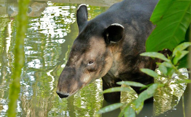 40 Amazing Costa Rica Animals That Will Make You Want To Visit Now