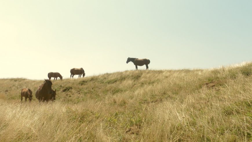 wild horses on Mount Acuto