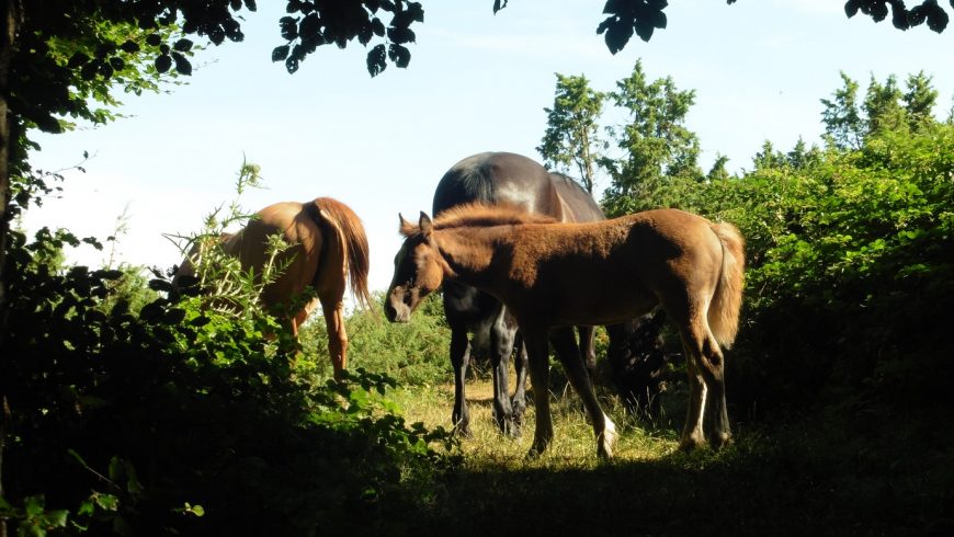 wild horses in the Tuscan-Emilian Apennines woods