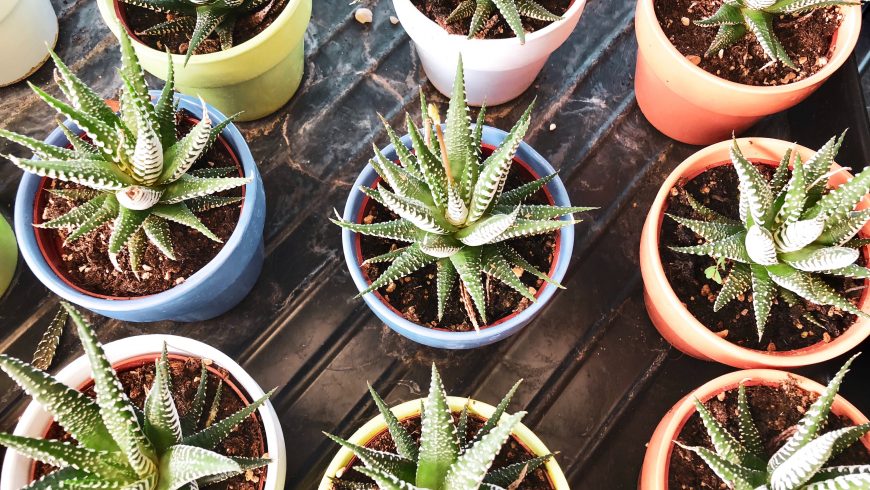 Aloe Vera: its incredible benefits (and where to try them)