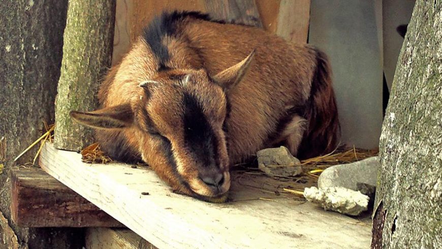 Goat Ca' del Ciuco