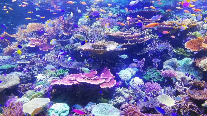 the loss of corals