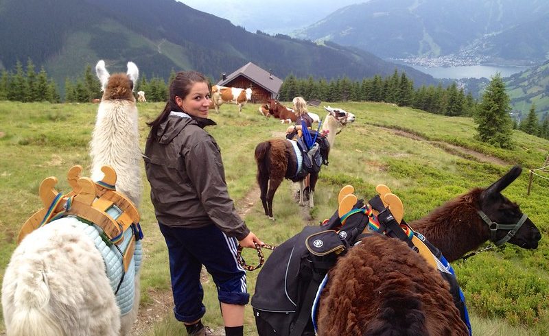 trekking with llama