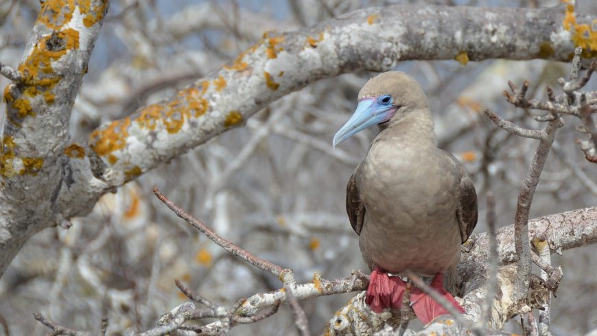 Red-footed booby in Galapagos islands