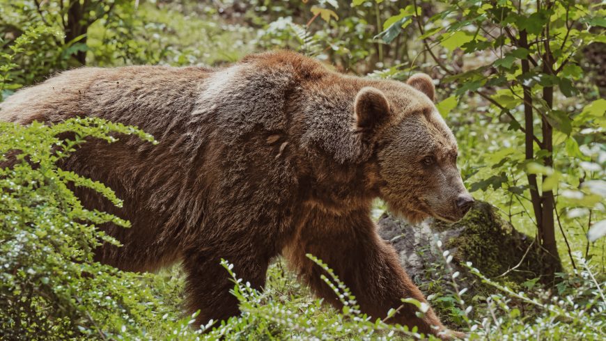 A brown bear
