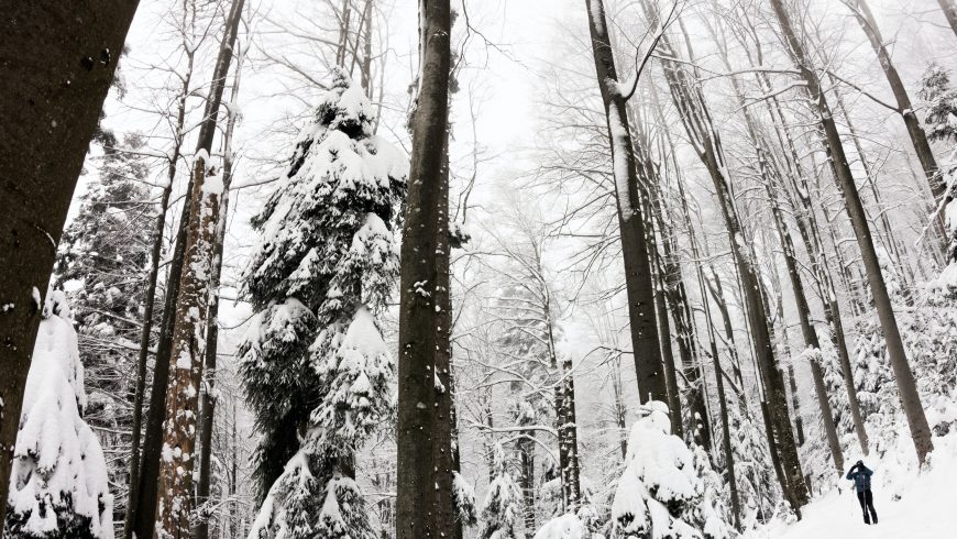 Medvednica, Sljeme, Croatia - Primordial white stillness