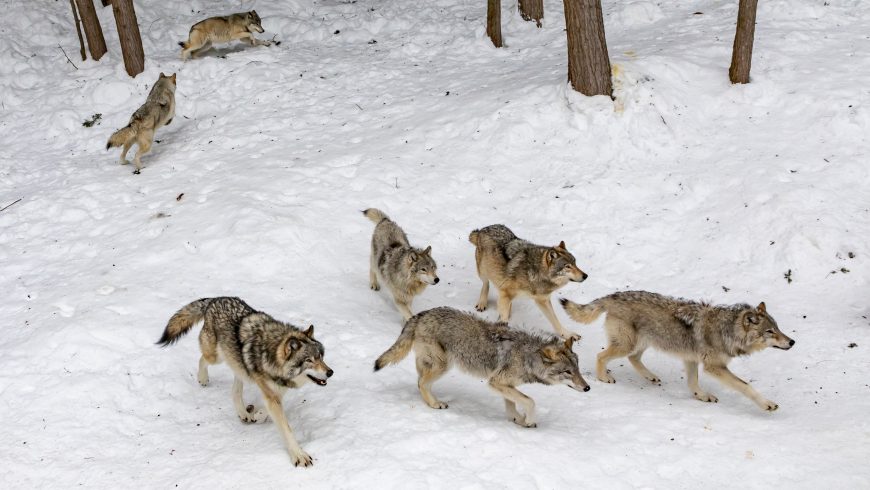 appenine wolf in the snow of national park