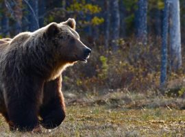fauna of national park