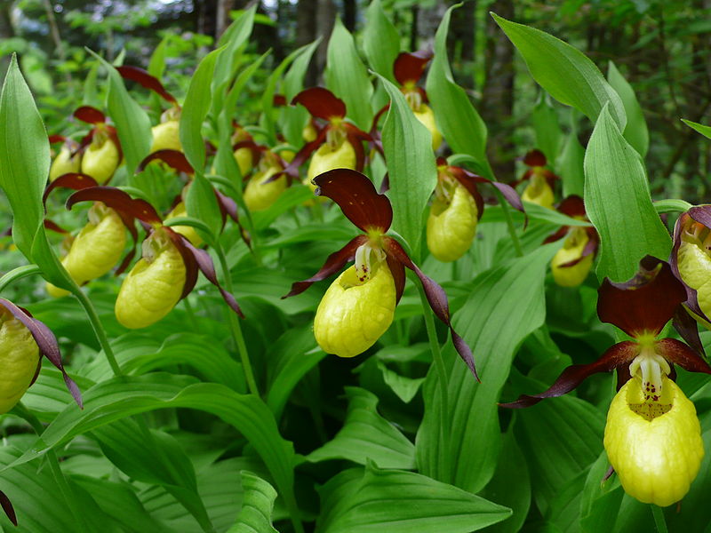 Lady's-slipper orchid