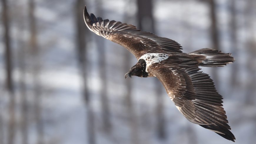 fauna of the stelvio national park