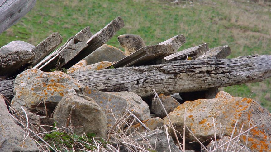 fauna of the stelvio national park
