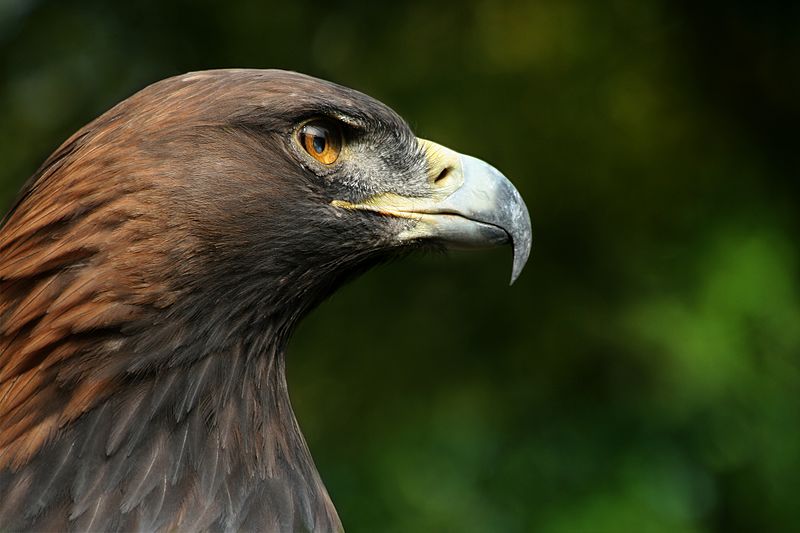 fauna of the stelvio national park