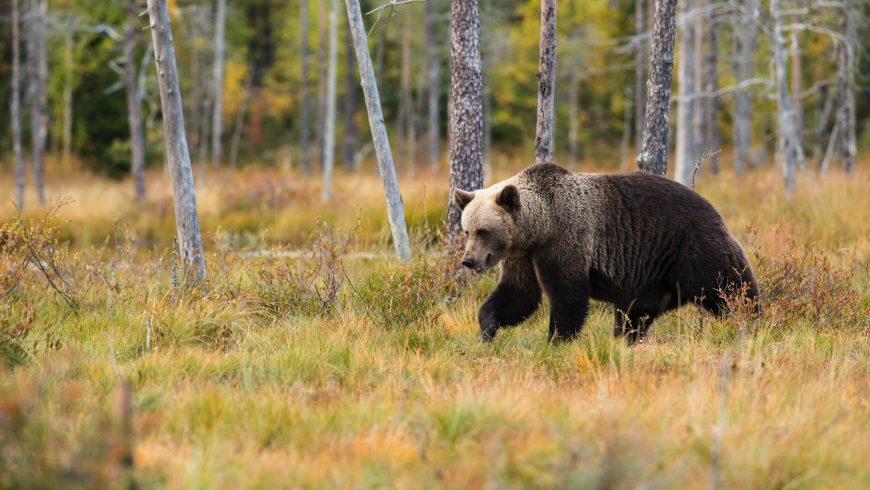 bear in Adamello brenta park