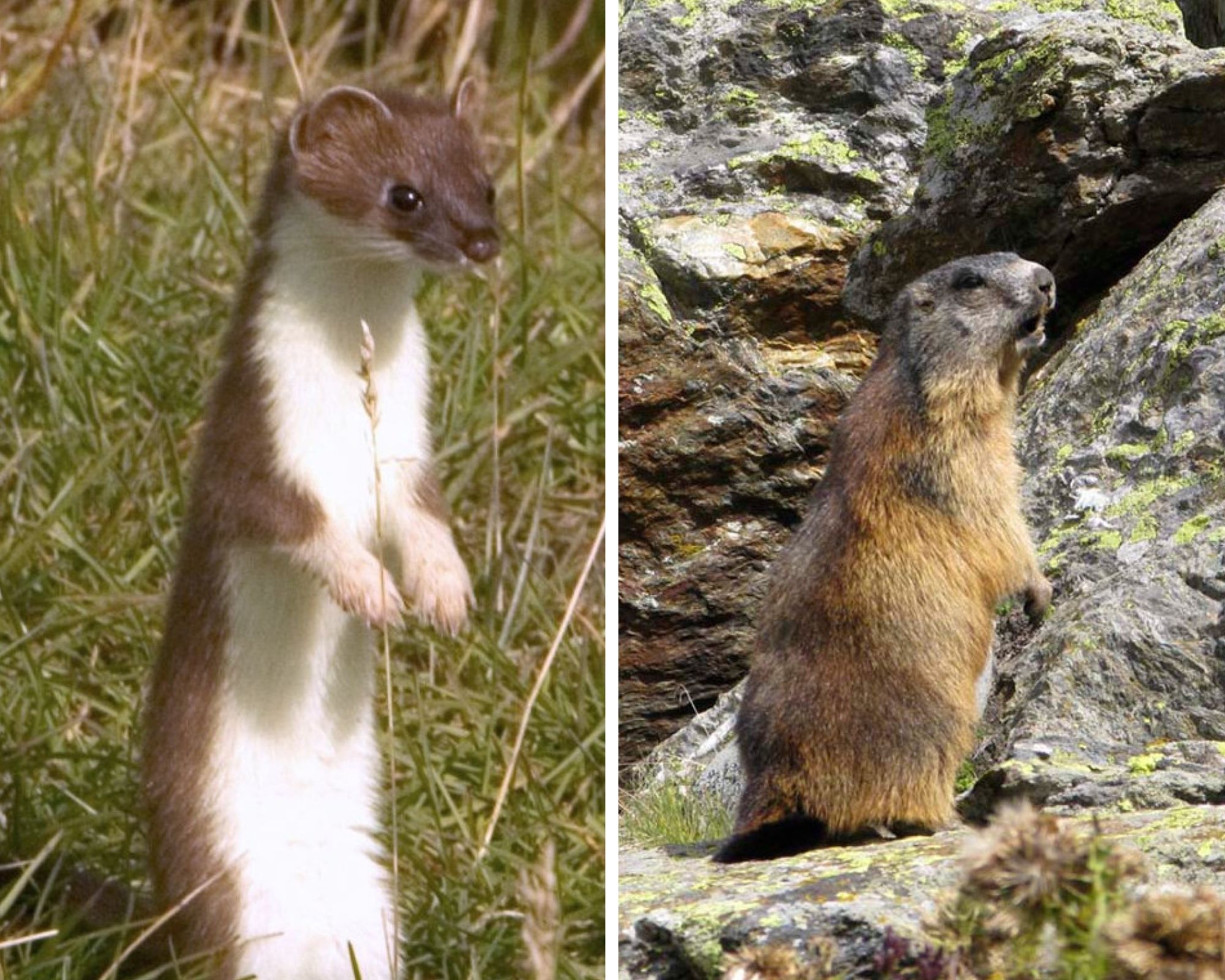 fauna of the stelvio national park