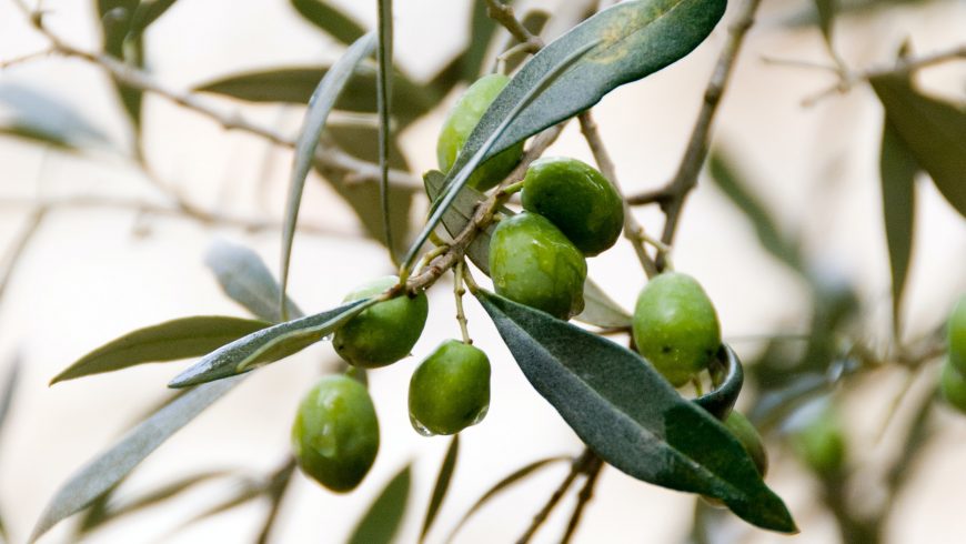In Italy, the olive harvest begins in autumn. Freshly squeezed olive oil is treasured for its slightly peppery ‘pizzica’ taste.