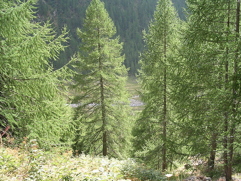 flora of the stelvio national park
