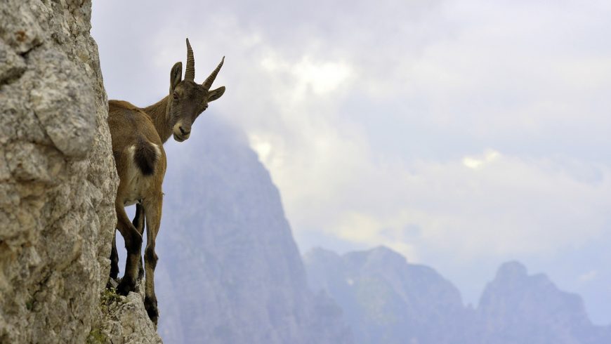 fauna of the stelvio national park
