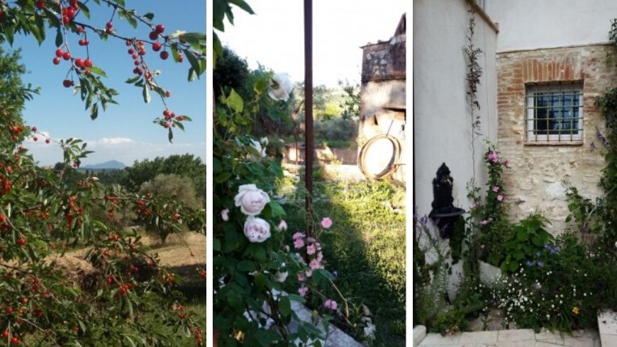 Photo of the roses and the vetegation surrounding the straw house