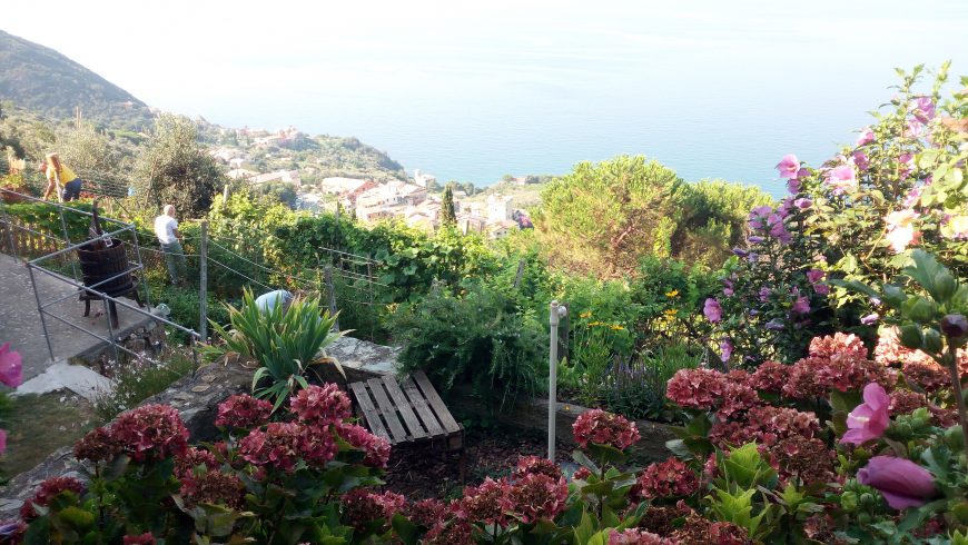 Vegetable gardens on terraces